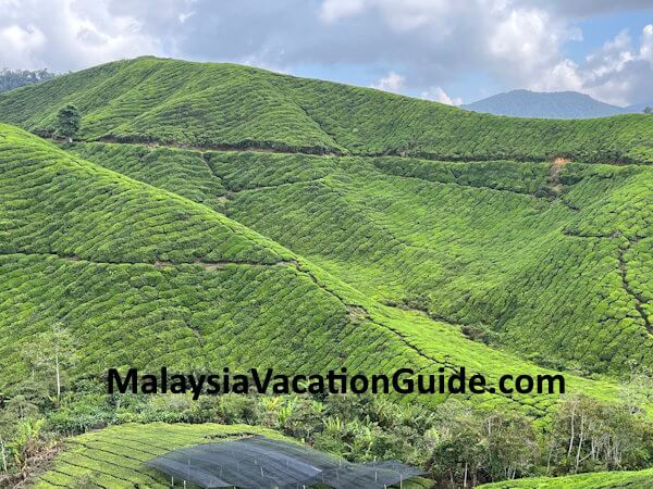 Sungei Palas Tea Garden Landscape Cameron Highlands