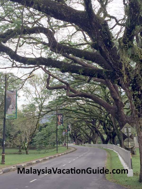 Taiping Lake Gardens Rain Trees