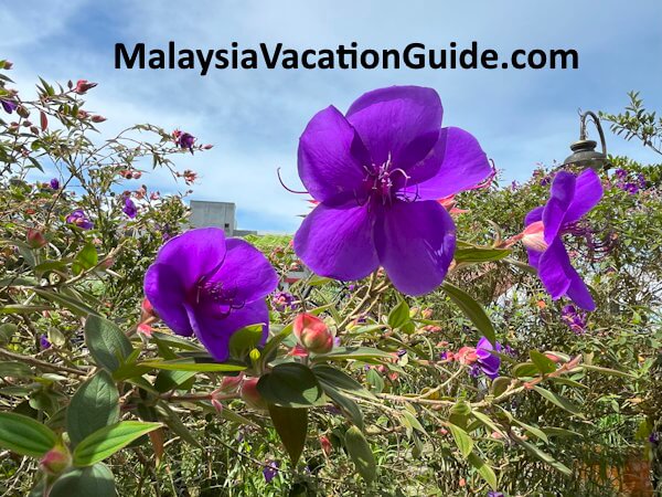 Talking Garden Flower