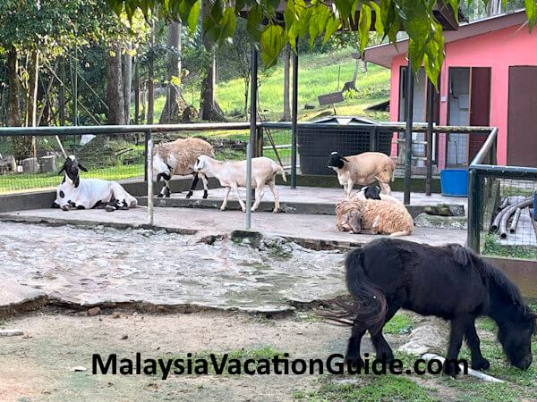 Taman Botani Haiwan Shah Alam is the place to go both for children and adults for a time of relaxation. Taman Botani Haiwan Shah Alam