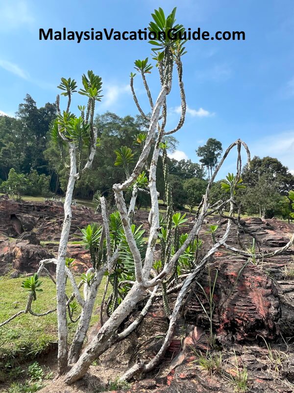 Taman Botani Shah Alam Cactus Garden Taman Botani Shah Alam Cactus Garden