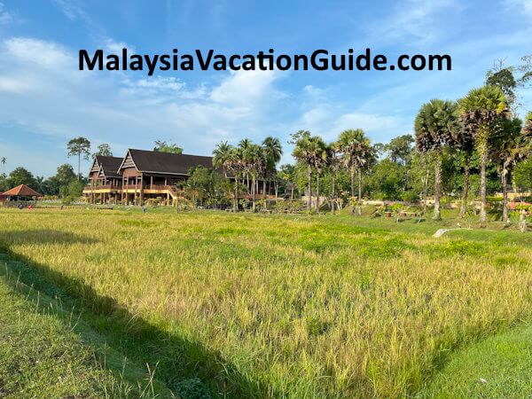 Taman Botani Shah Alam Paddy Field Taman Botani Shah Alam Paddy Field