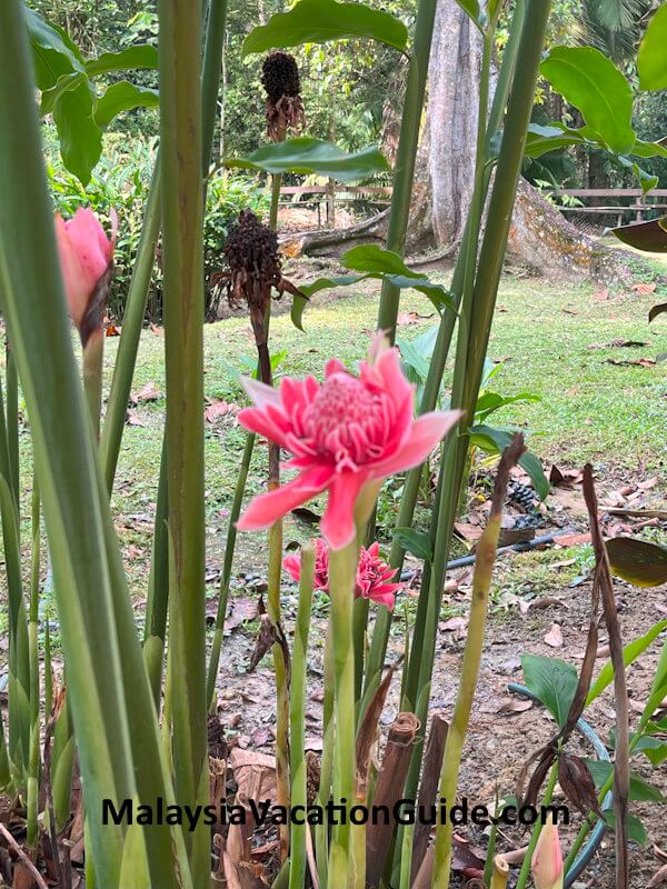 Taman Botani Shah Alam Zingiberales Flower Taman Botani Shah Alam Zingiberales Flower