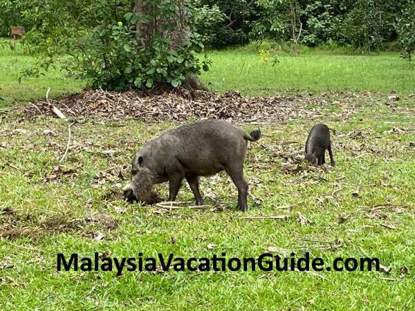 Bako National Park Bearded Pig