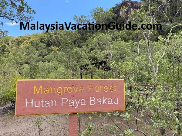 Bako National Park Mangrove Forest