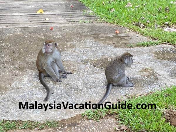 Monkeys at Taman Negara Bako