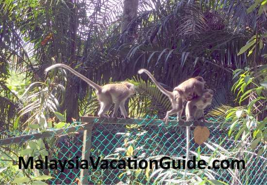 Taman Tugu monkeys