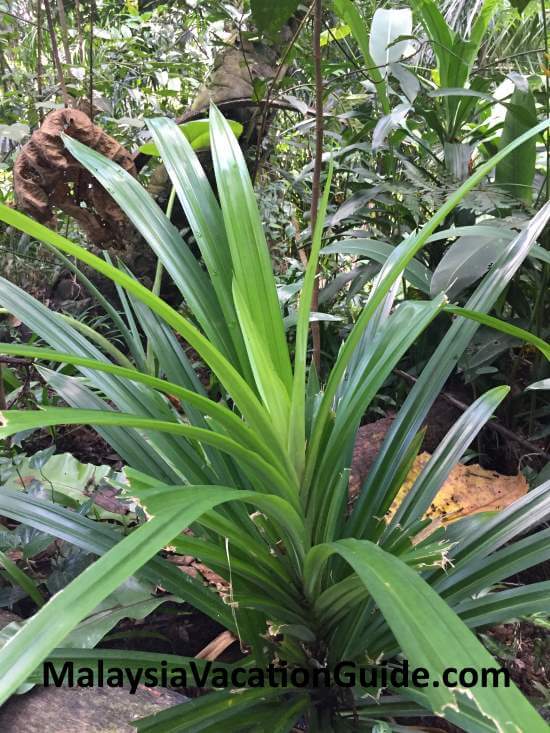 Taman Tugu "pandan" plant