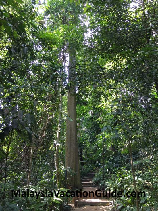 Taman Tugu Pulai Tree