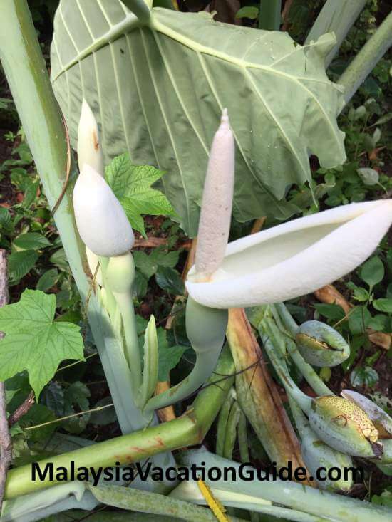 Tugu Park Unique Plant