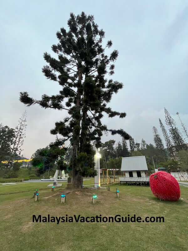 Tanah Rata Coronation Park Pine Tree Tanah Rata Coronation Park Pine Tree