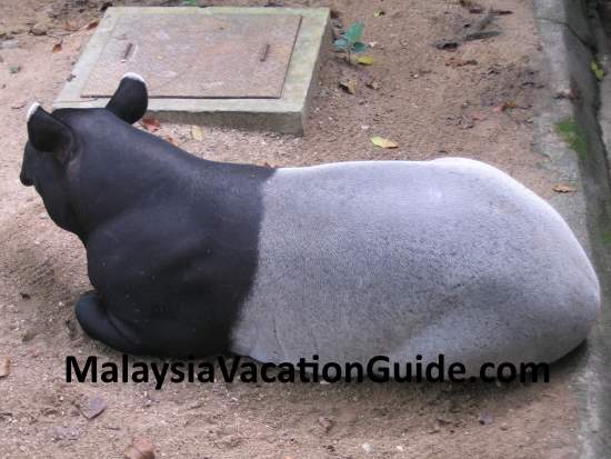 Tapir at Zoo Negara