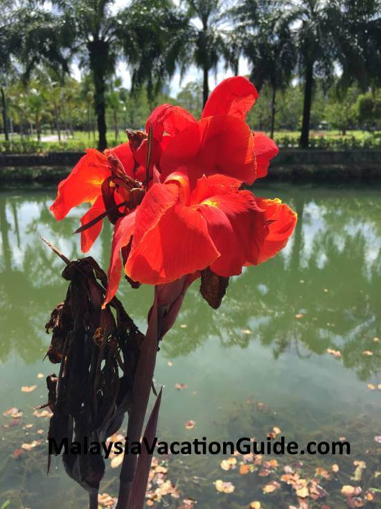 Flowers at Tasik Titiwangsa