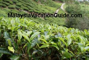 Cameron Highlands tea plantations