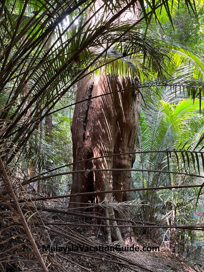 Teluk Batik Hiking Palm Tree