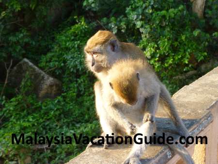 Monkeys at Teluk Chempedak