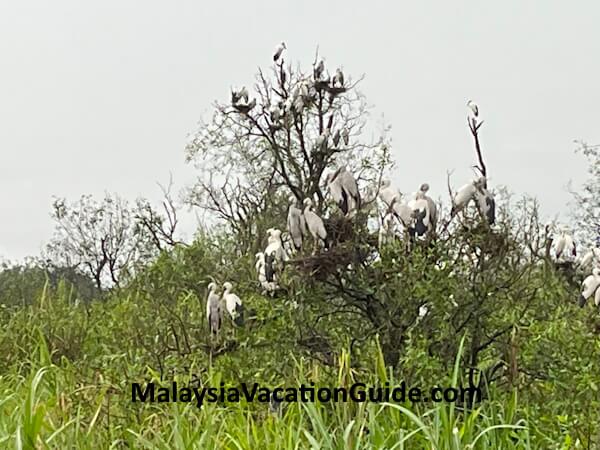 Teluk Intan River Cruise Birds At Dusk