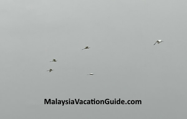 Teluk Intan River Cruise Birds Flying Back