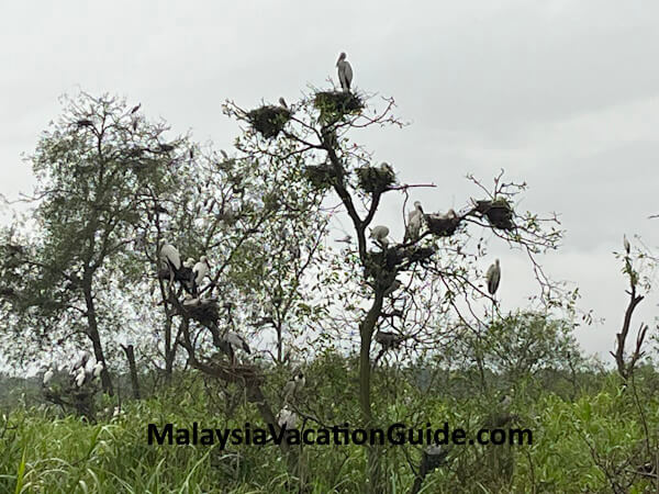 Teluk Intan River Cruise Birds Nests
