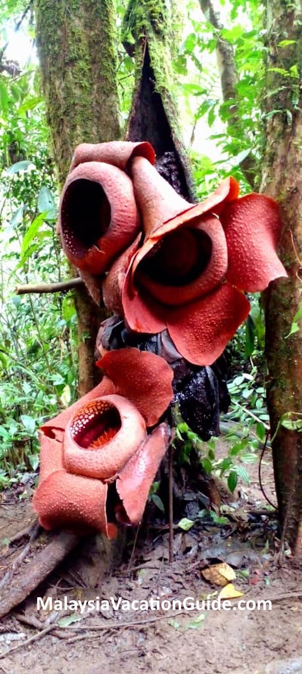 Three Rafflesia Flowers Lojing