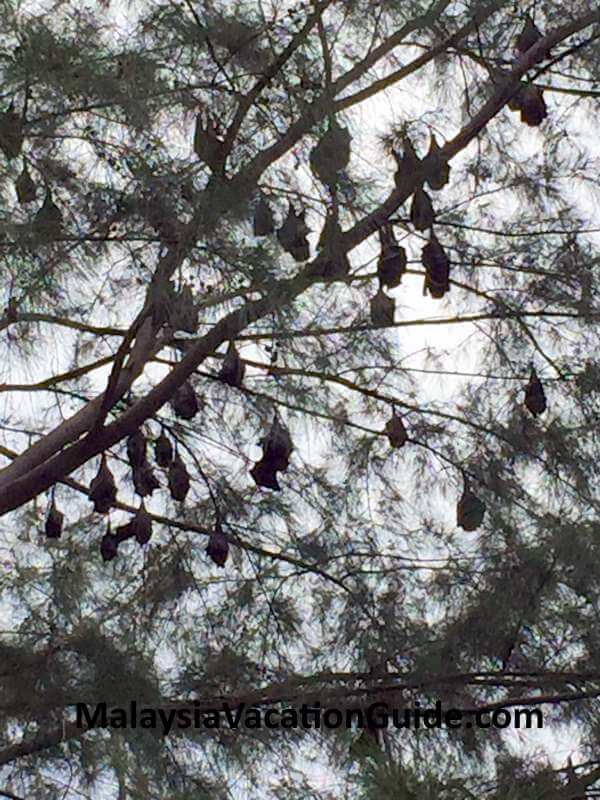 Fruit Bats Tioman