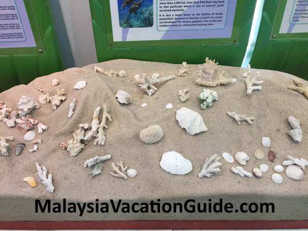 Tioman Corals Exhibits