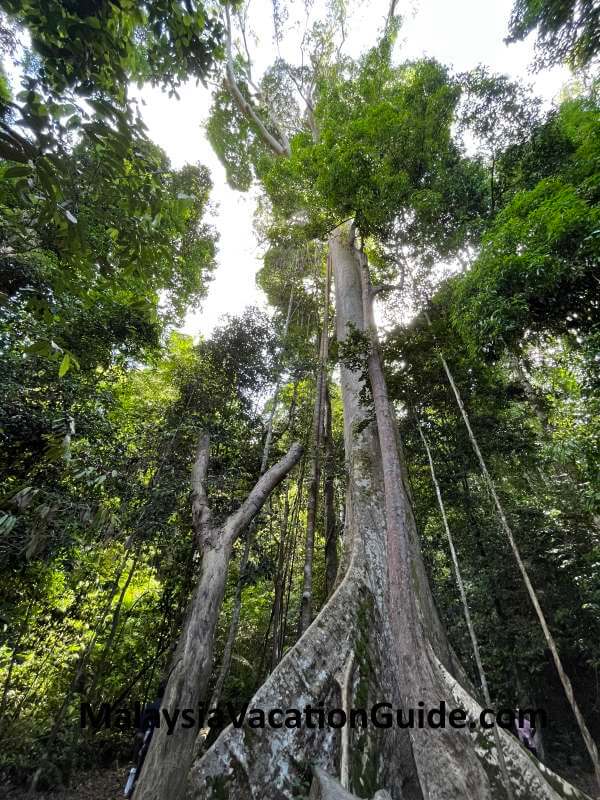 Tualang Tree Taman Negara