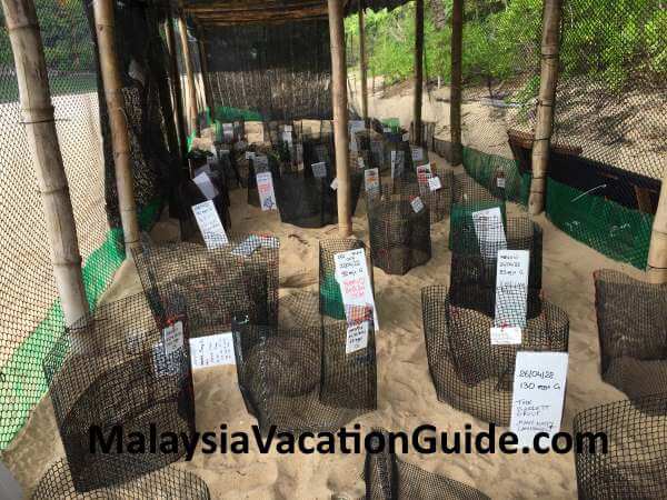 Turtle eggs rescued