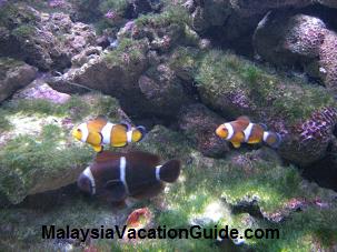 Langkawi Underwater World Aquarium