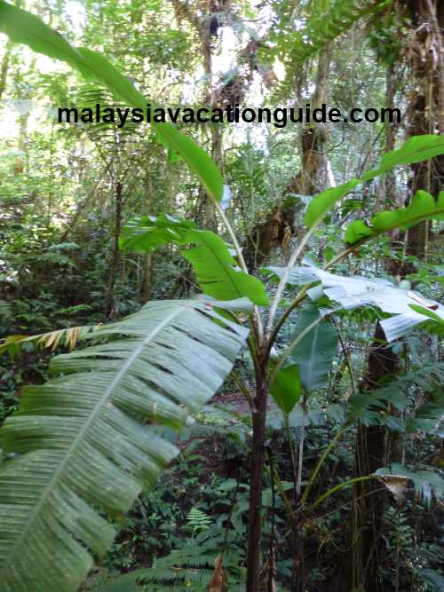 Wild banana tree at Fraser's Hill