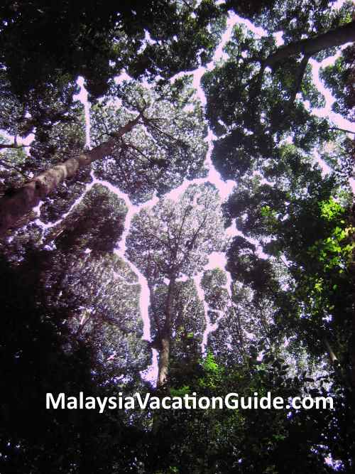 FRIM Crown Shyness Phenomenon