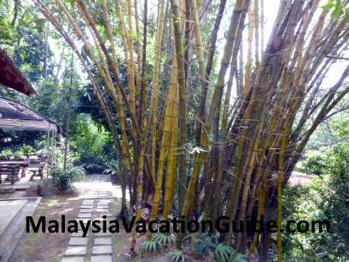 Kuala Lumpur Forest Bamboo Trees.