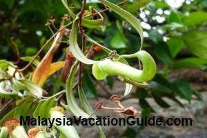 Bako National Park Pitcher Plant