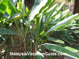 Banana Plant Warisan Pertanian