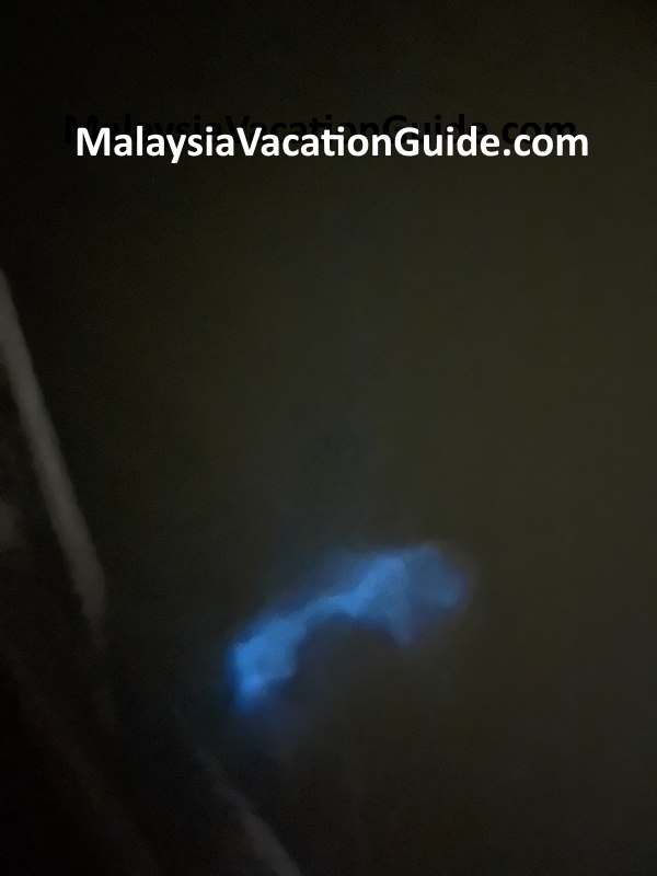 Kuala Selangor Blue Tears