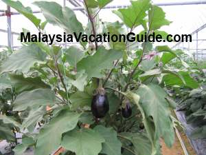 Mardi Cameron Highlands Brinjals