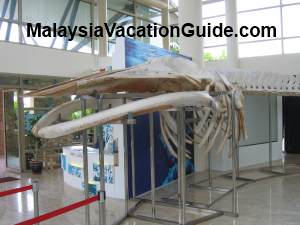 Bryde Whale Skeleton