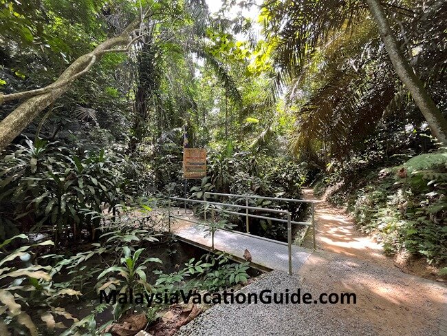 Bukit Gasing Hiking