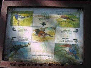 Bukit Nanas Birds