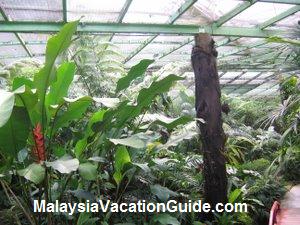 Penang Butterfly Farm