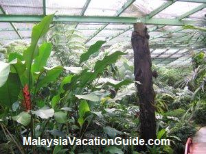 Penang Butterfly Farm