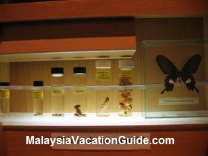 Penang Butterfly Farm Museum