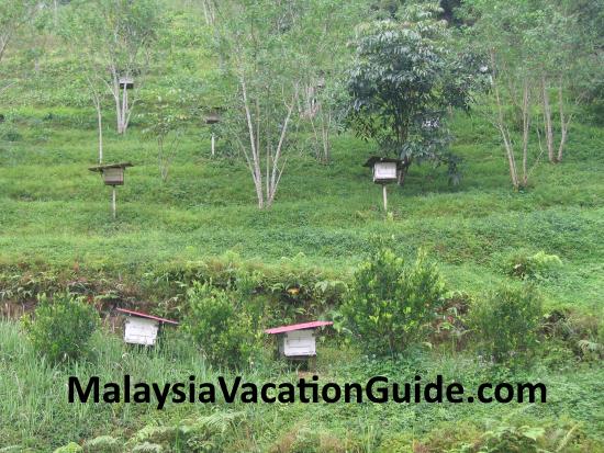 Cameron Highlands Bee Farm