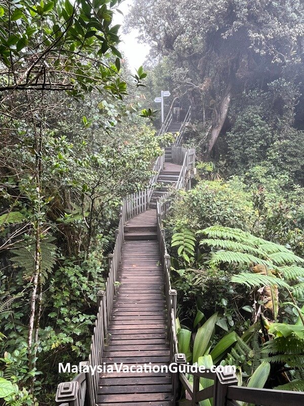 Cameron Highlands Board Walk