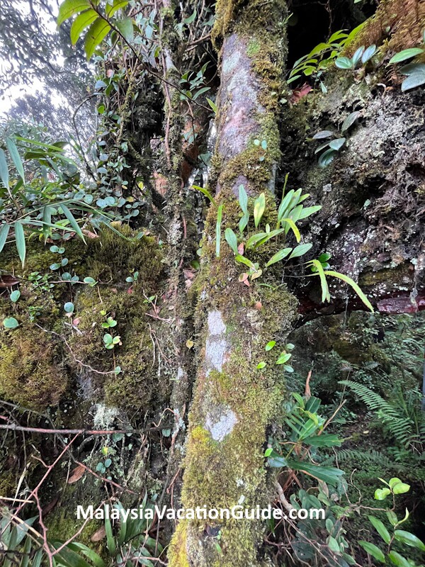 Cameron Highlands Moss On Trees