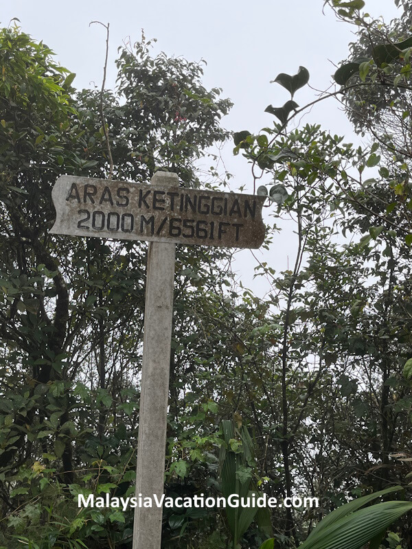 Cameron Highlands Mossy Height