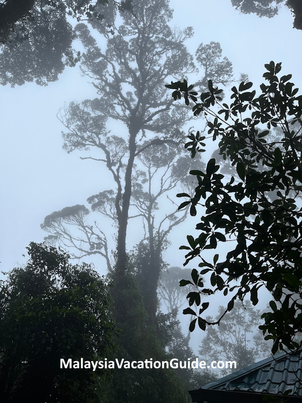 Cameron Highlands Mossy Huge Trees