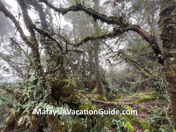 Cameron Highlands Scenic Moss