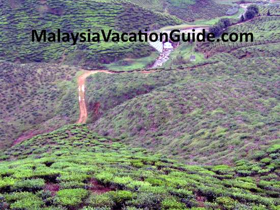 Cameron Highlands Tea Plantation