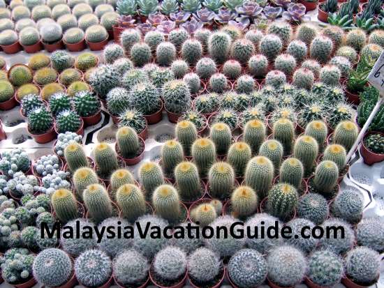 Cactus in abundance at Cameron Highlands